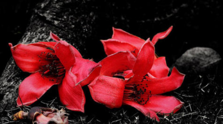 柏拉图式爱情什么意思