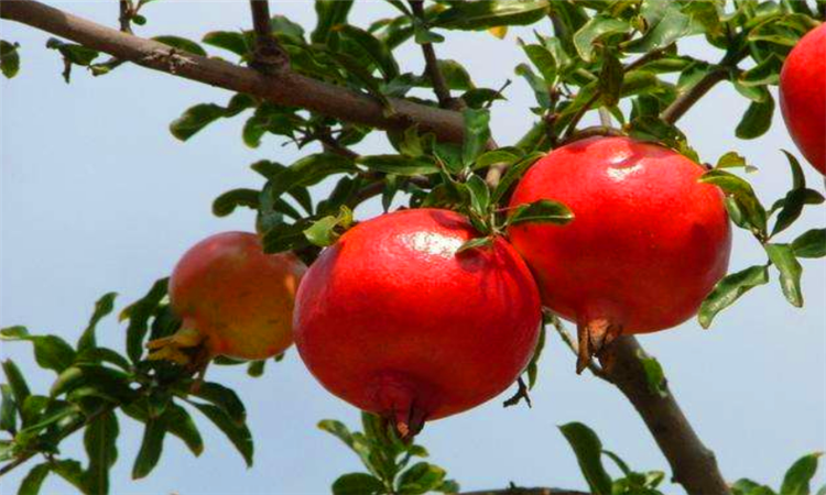 吃石榴有什么好处