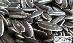 雪地松鼠吃哪些食物