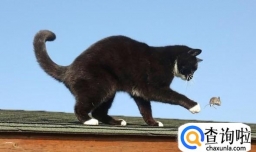 猫抓老鼠的经验