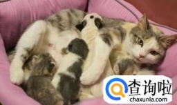 怎样防止母猫生下小猫娃咬死并吃掉小猫娃