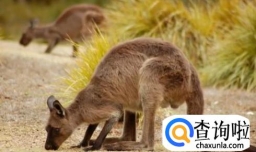 澳大利亚如何处理大量繁殖的袋鼠