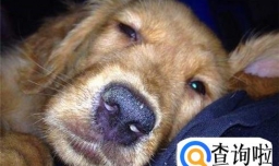 狗狗一个鼻孔流黄鼻涕是怎么回事