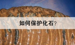 如何保护化石