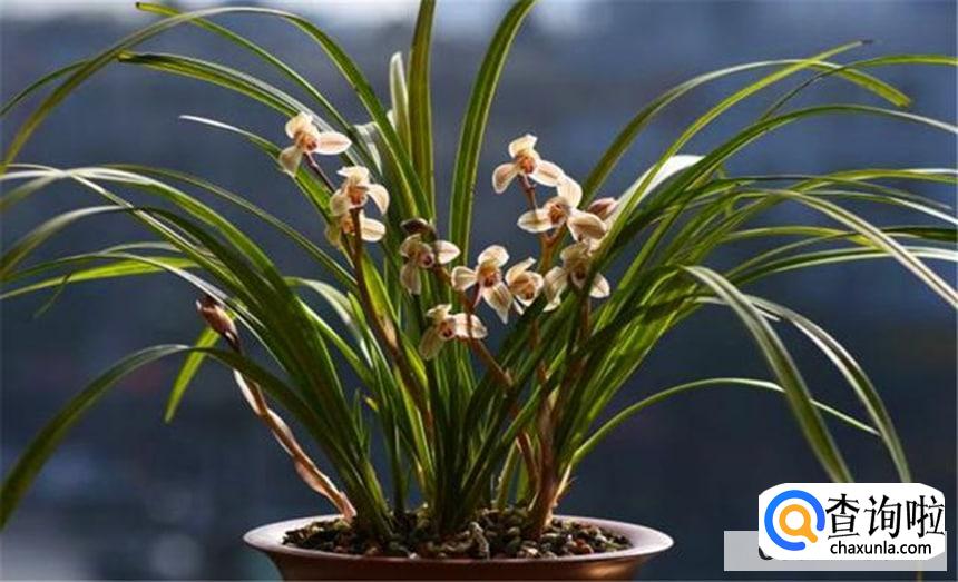 兰花怎么样光照合适