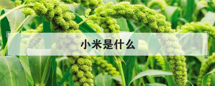小米是什么