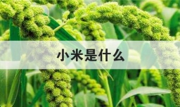 小米是什么