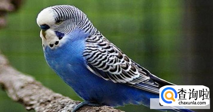 蜜袋鼯和鹦鹉两者哪个更适合做老年人宠物？