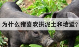 为什么猪喜欢拱泥土和墙壁