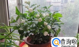 茉莉花怎么养 怎么养好茉莉花