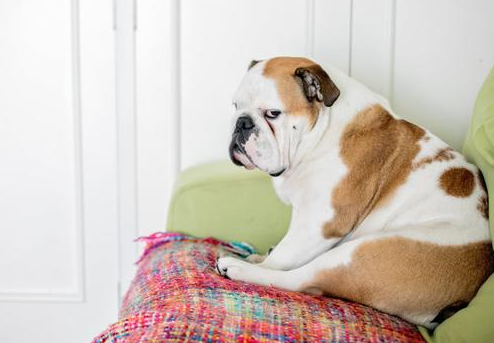 小狗拉稀怎么办