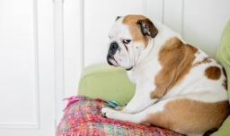 小狗拉稀怎么办