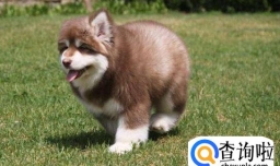 阿拉斯加犬咳嗽是什么原因