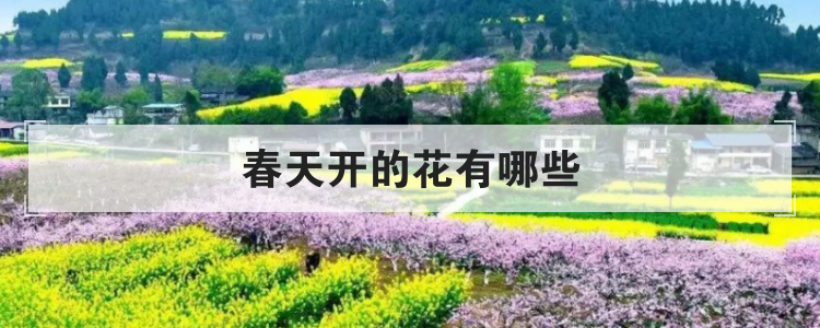 春天开的花有哪些
