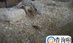 养殖壁虎时需要注意哪些问题