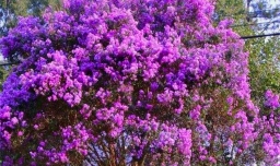 purple是什么意思