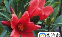 四季茶花的养殖方法