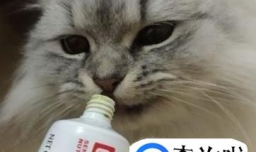 猫咪化毛膏的选择和使用，养猫新手知识导航