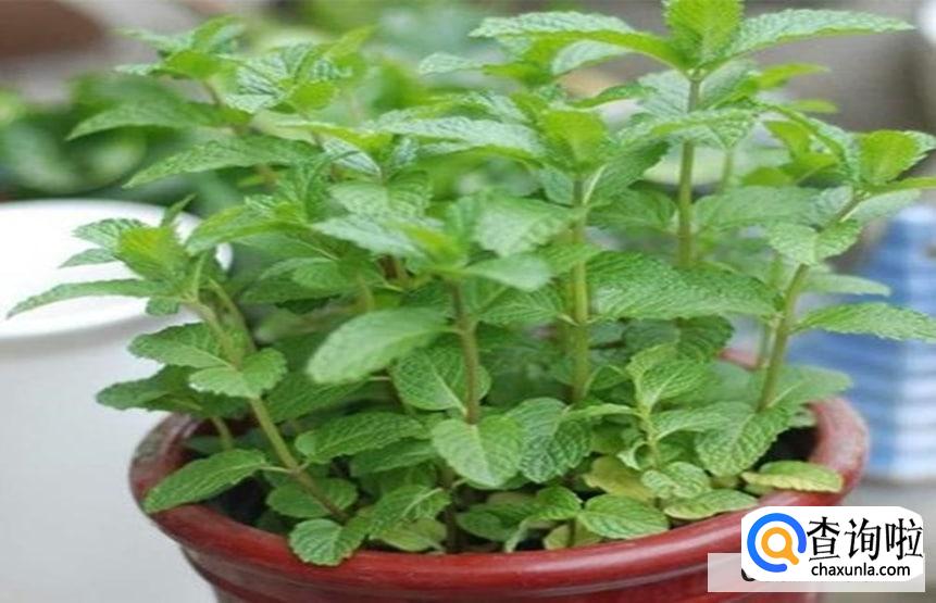 种薄荷种子的方法是怎么样的