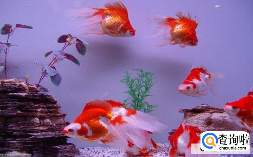 金鱼怎么养才不容易死