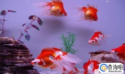 金鱼怎么养才不容易死