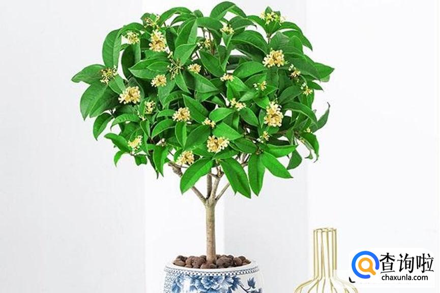 桂花怎么样养护