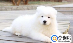 怎么让萨摩耶尾巴尽快开花，萨摩耶怎么看纯不纯