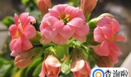 种植长寿花的注意事项