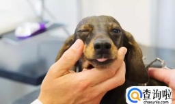 怎么说服父母养狗