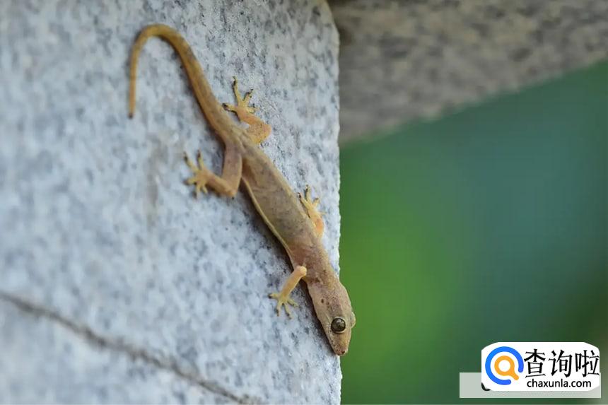 为什么壁虎的尾巴断掉还能长出来