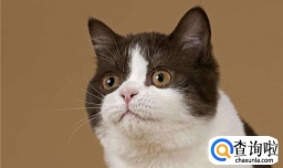 猫打喷嚏是感冒了吗，猫打喷嚏就是感冒吗