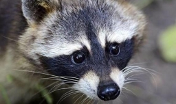 养一只浣熊得多少钱？