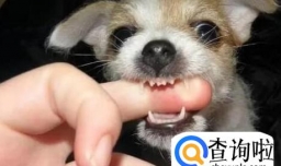 怎么训练狗狗不要咬人