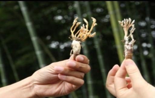 知了花怎么吃较好吃