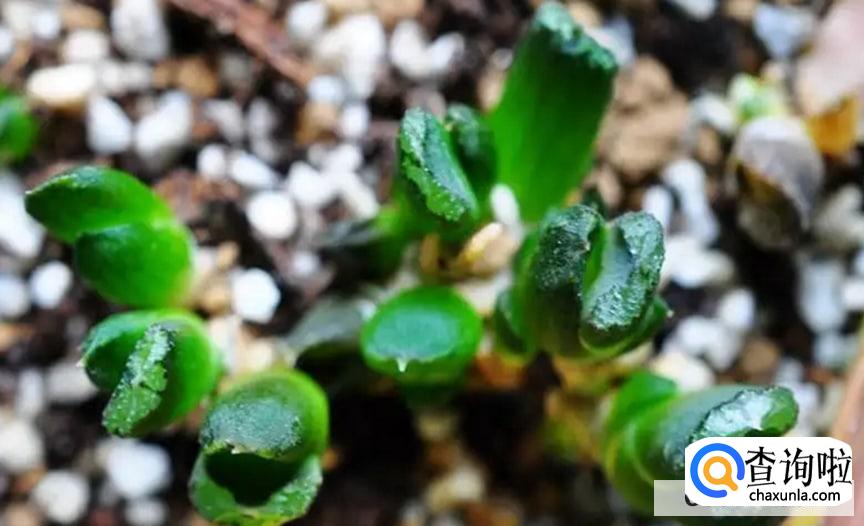 多肉插叶繁殖方法