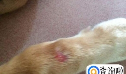 宠物身上的癣怎样治好？