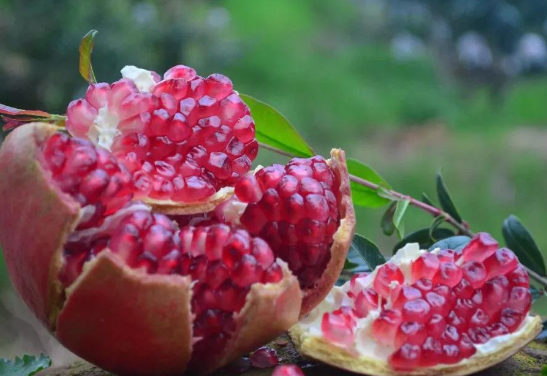 石榴籽能吃吗