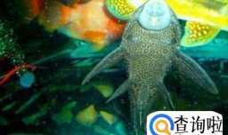 哪些鱼能清洁鱼缸