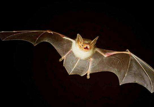 动物尾巴的作用