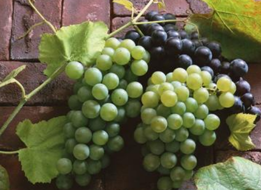 葡萄没熟可以吃吗