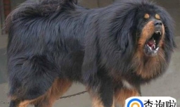 城市养狗需要什么证件