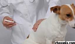 开宠物店要有专业知识吗