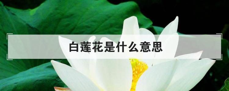 白莲花是什么意思