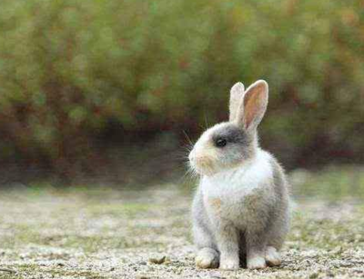 属羊和什么属相最配