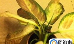 万年青叶子发黄的解决办法