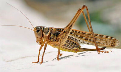 蝗虫和蚂蚱的区别