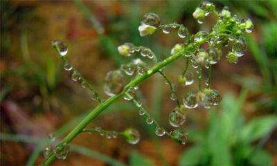 梅雨季节是什么时候