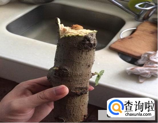 无花果有虫子怎么办