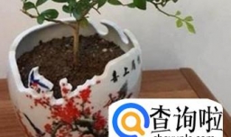 用酒瓶制作盆栽