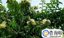 木麒麟的养殖方法和主要事项